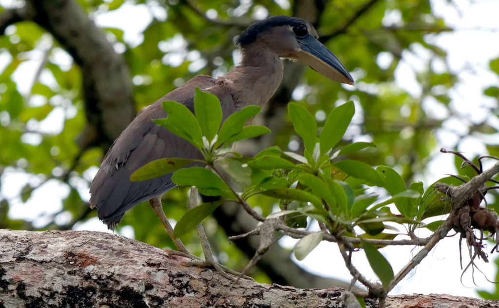 Boat Billed Heron, Belize