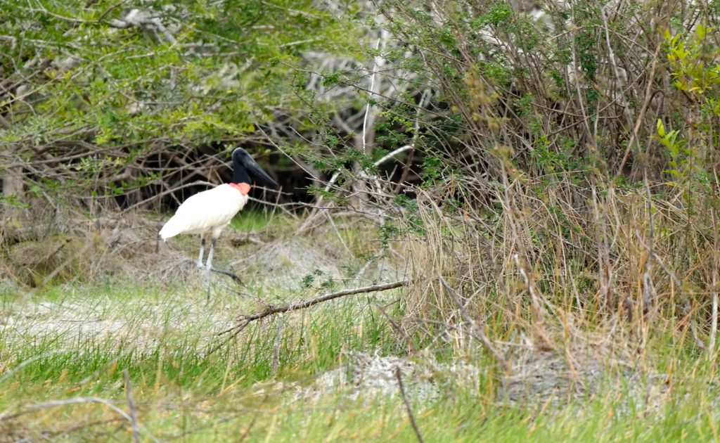 Jabiru bird in Belize