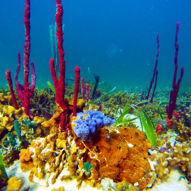 Jinja Island Reef Colourful