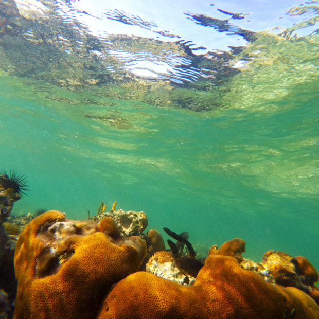 Jinja Island Reef - Clear Waters