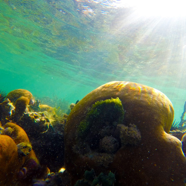 Jinja Island Reef - Sunlight on the Reef
