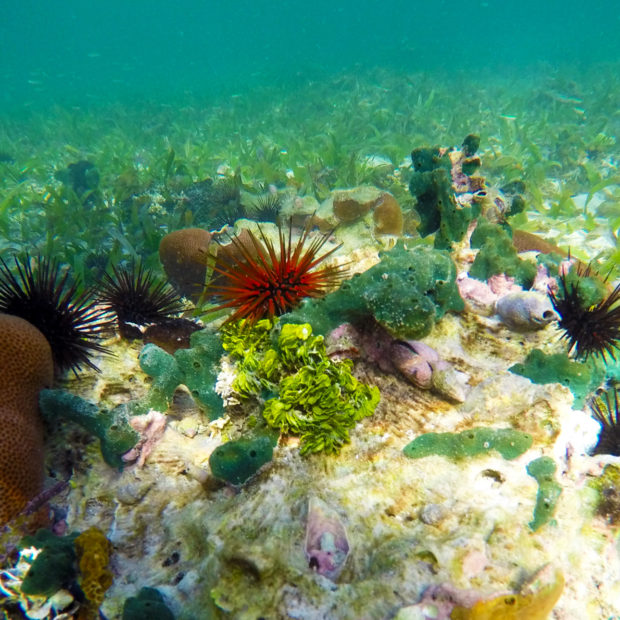 Jinja Island Reef - Sea Urchins