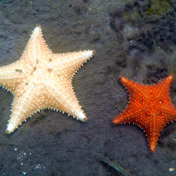 Jinja Island Reef - Starfish