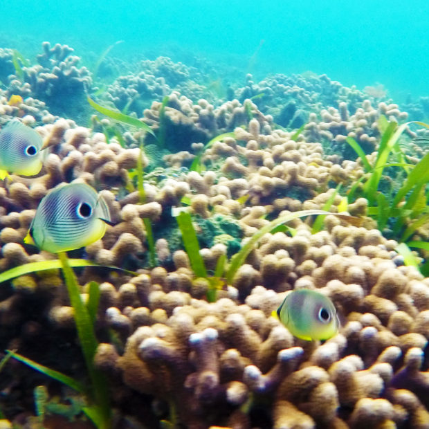 Jinja Island Reef - Tropical Fish